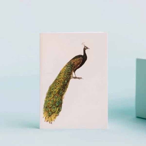 Peacock Greeting Card
